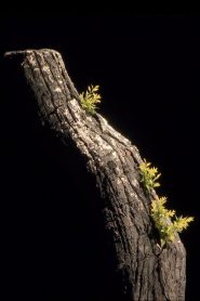 Giuseppe Verdi – La Forza del Destino