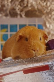 Sherbert Rozencrantz, You’re Beautiful