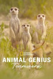 Animal Genius