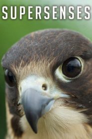 Supersenses